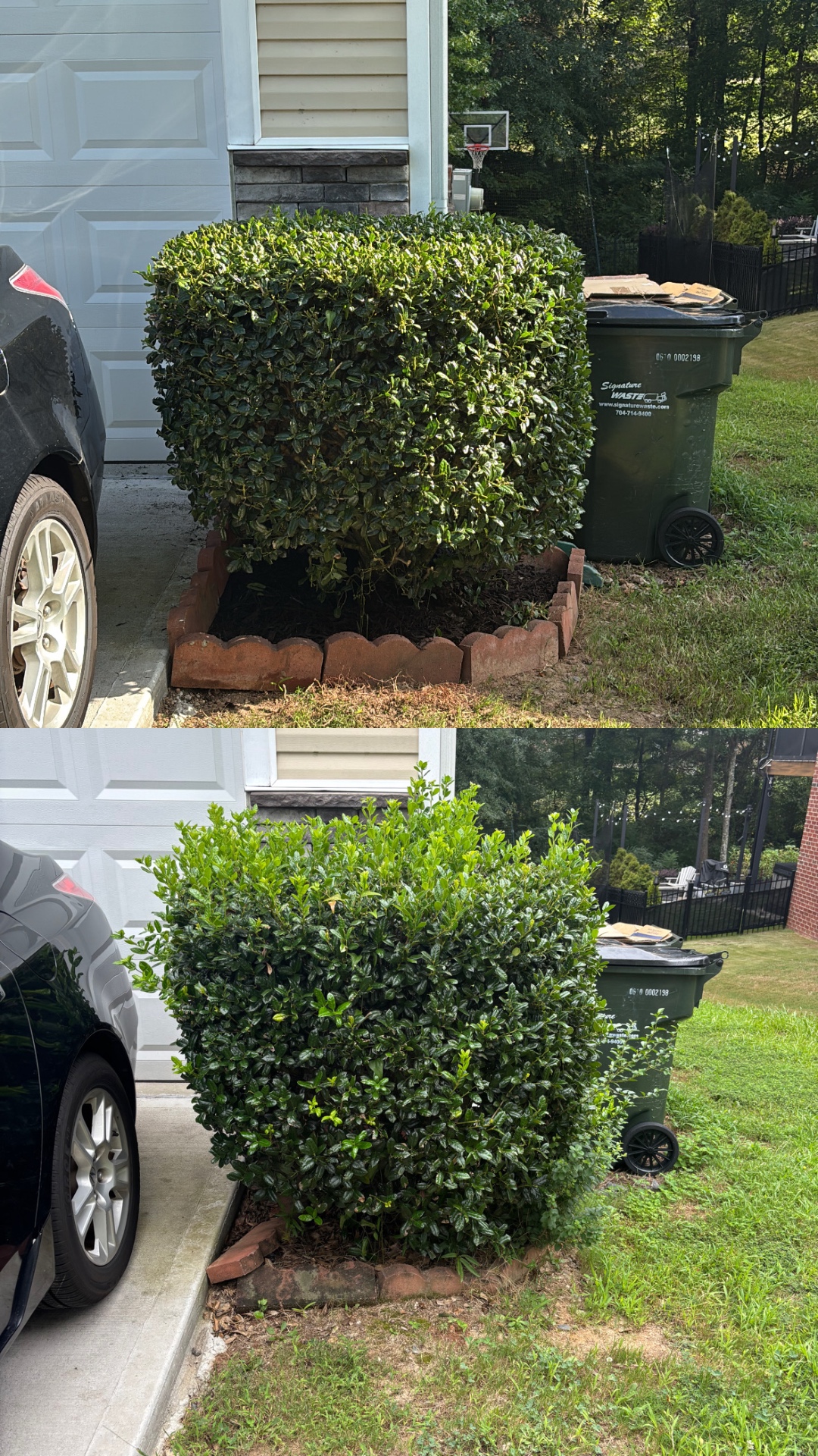 Shrub shaping by the driveway — before & after — Charlotte metro