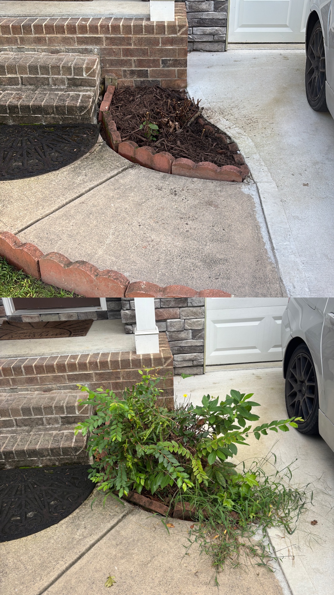 Entry bed cleanup & mulch — before & after — Charlotte, NC